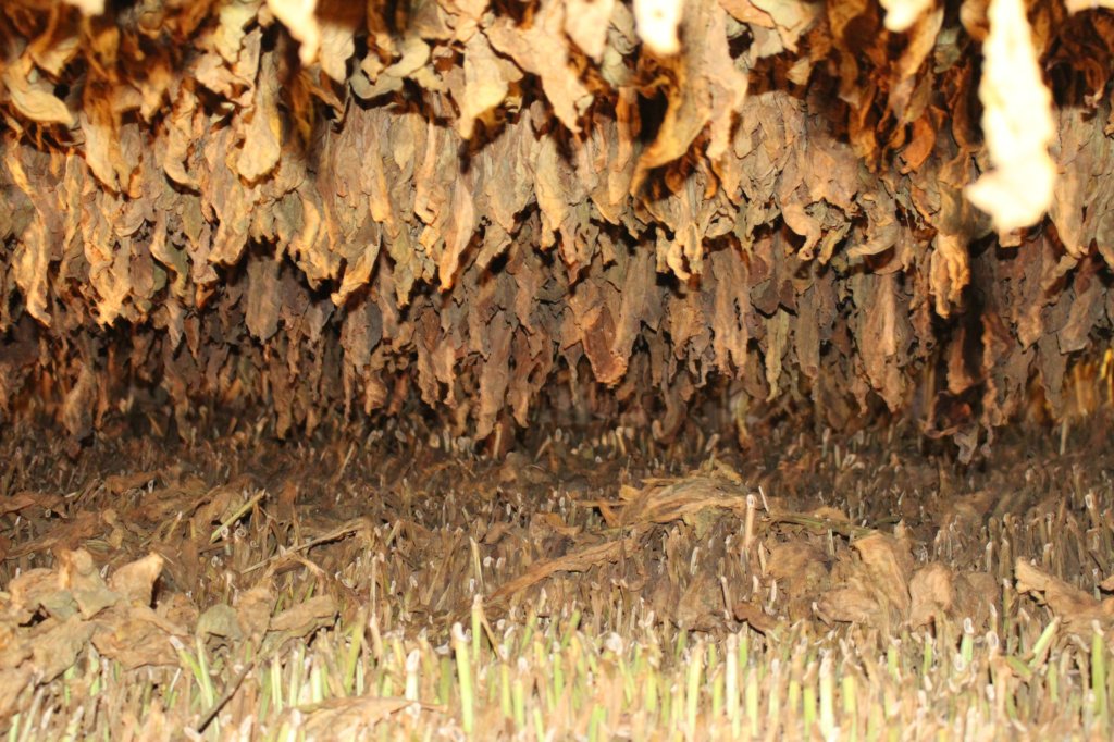 veguerotobaccofarm16.jpg