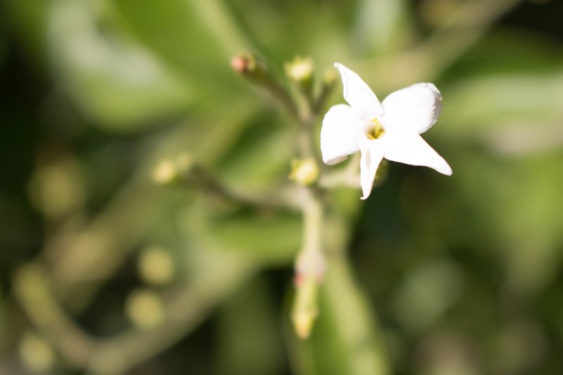 malagaflora01.jpg
