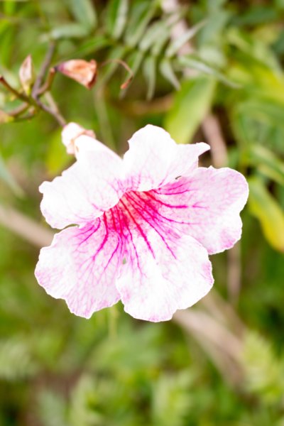 malagaflora09.jpg