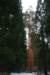 sequoiapark10_small.jpg