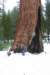 sequoiapark11_small.jpg