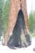 sequoiapark12_small.jpg