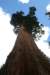 sequoiapark15_small.jpg