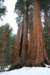 sequoiapark18_small.jpg