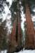 sequoiapark19_small.jpg