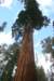 sequoiapark20_small.jpg