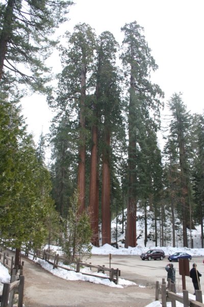 sequoiapark21.jpg