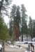 sequoiapark21_small.jpg