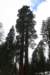 sequoiapark22_small.jpg