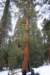 sequoiapark35_small.jpg