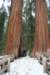 sequoiapark38_small.jpg