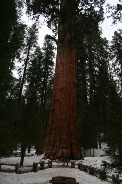 sequoiapark41.jpg