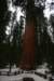 sequoiapark41_small.jpg