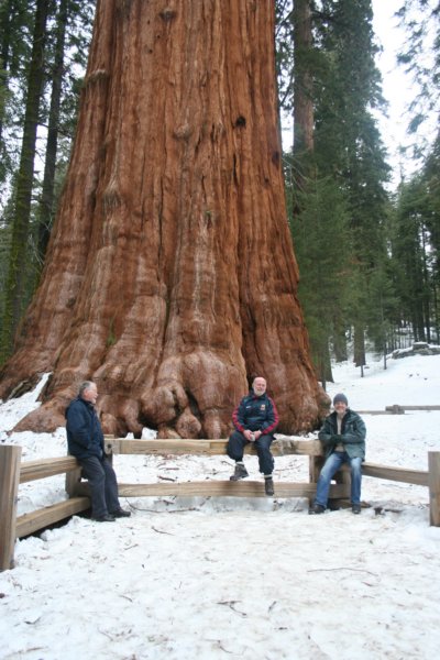 sequoiapark43.jpg