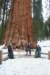 sequoiapark43_small.jpg